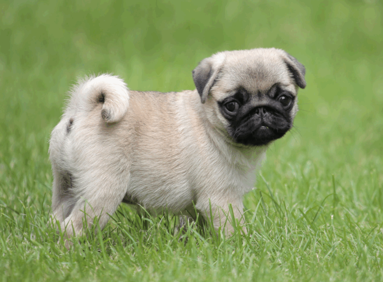 common myths about pugs