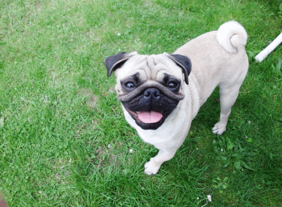 common myths about pugs