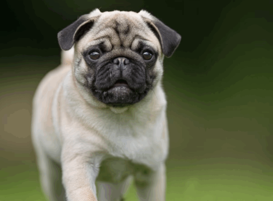 pug breathing issues explained