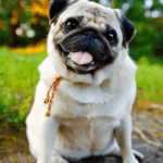 Adopting vs. Buying a Pug