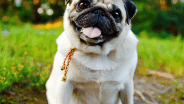 Adopting vs. Buying a Pug