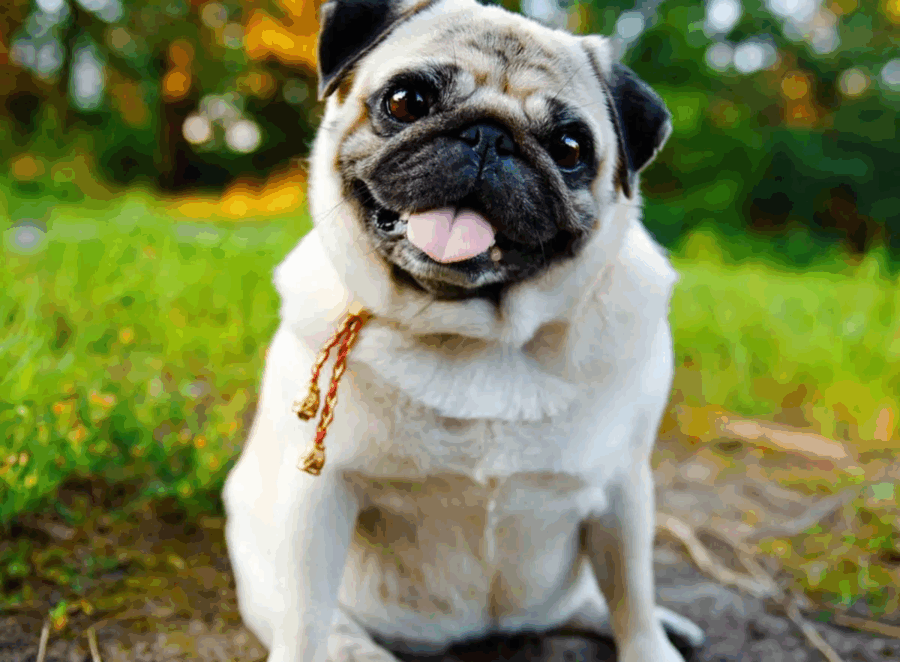 Adopting vs. Buying a Pug