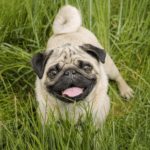 Monthly Pug Health Checklists
