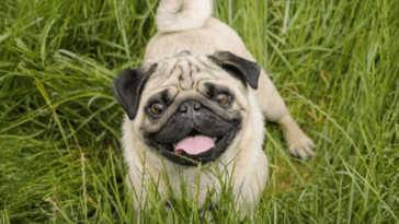 Monthly Pug Health Checklists