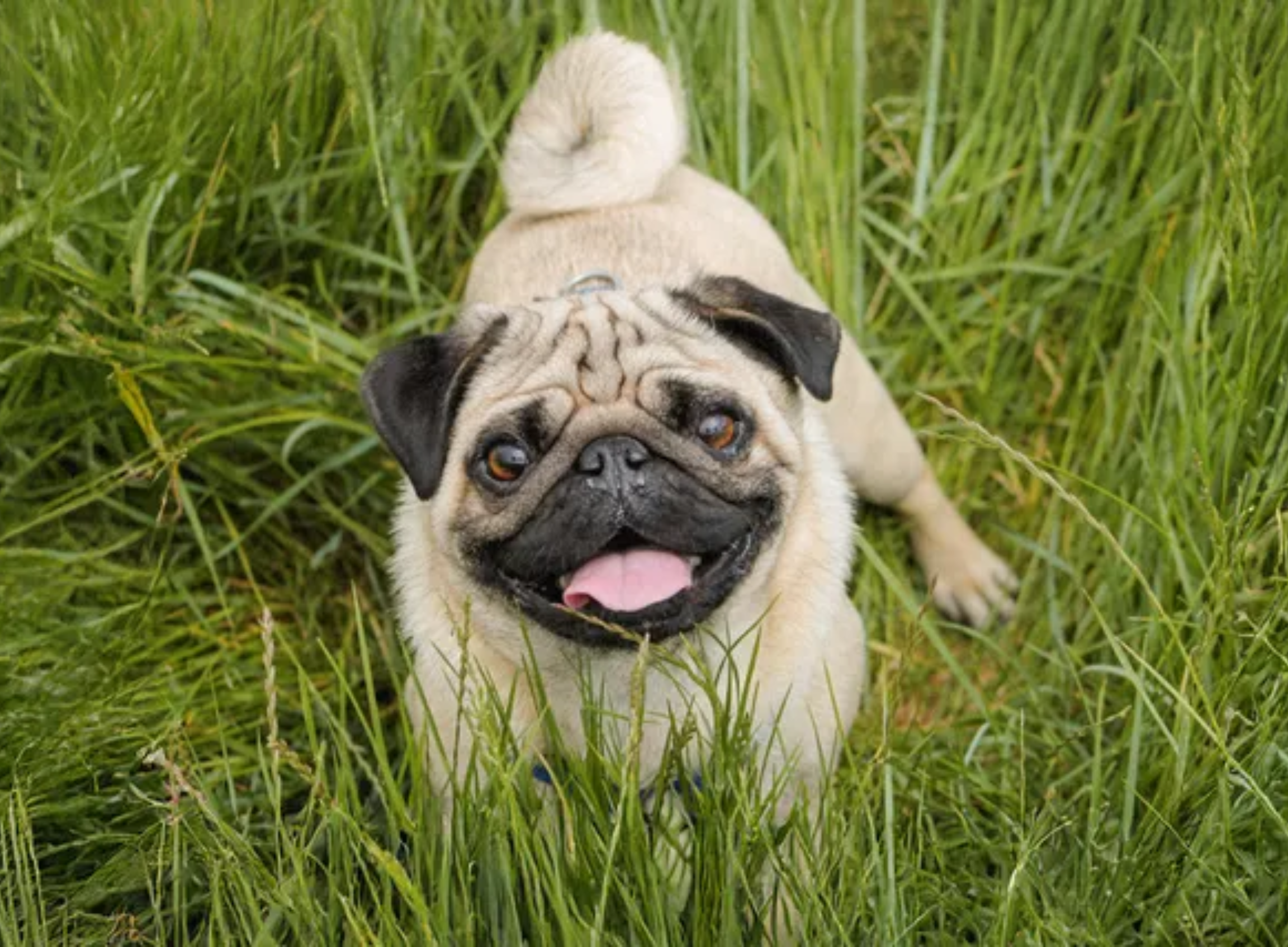 Monthly Pug Health Checklists