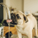 pug hydration tips