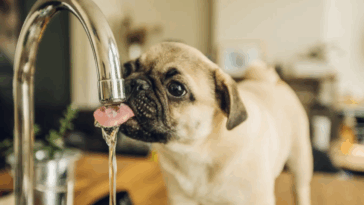 pug hydration tips