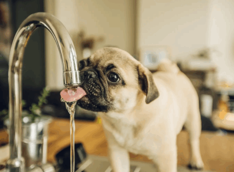 pug hydration tips