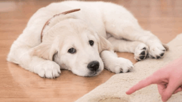 human foods pugs can eat