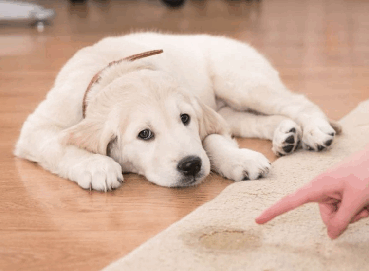 human foods pugs can eat