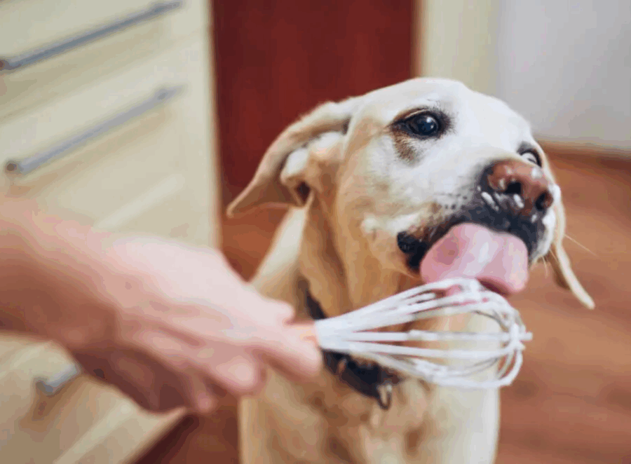 human foods pugs can eat