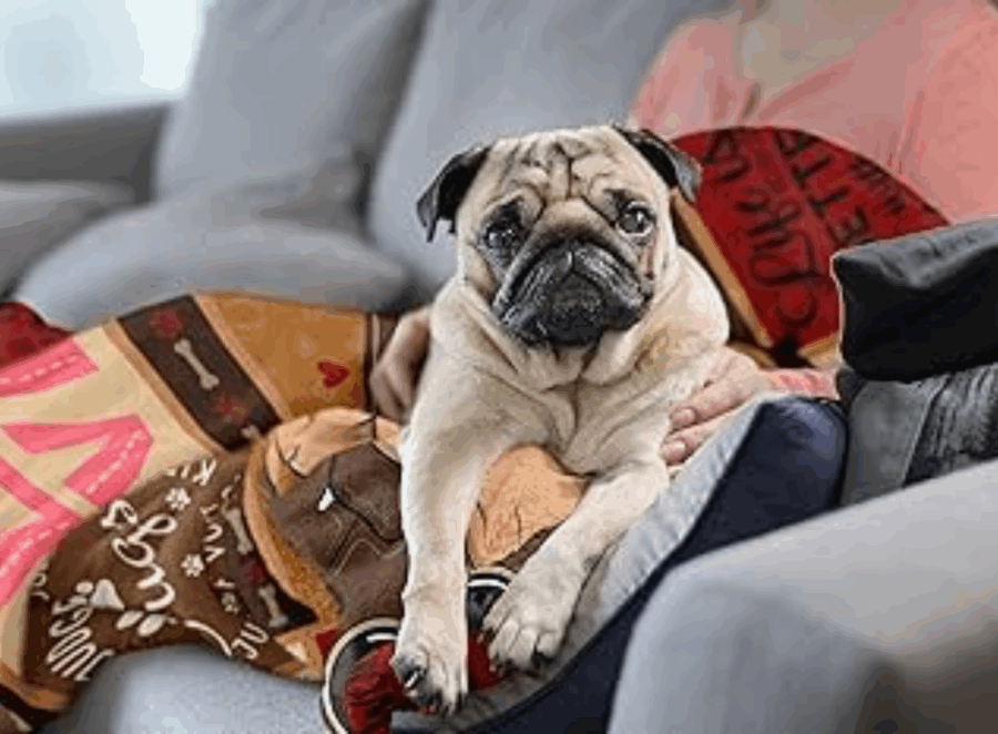 Pug Lovers Gift Guide