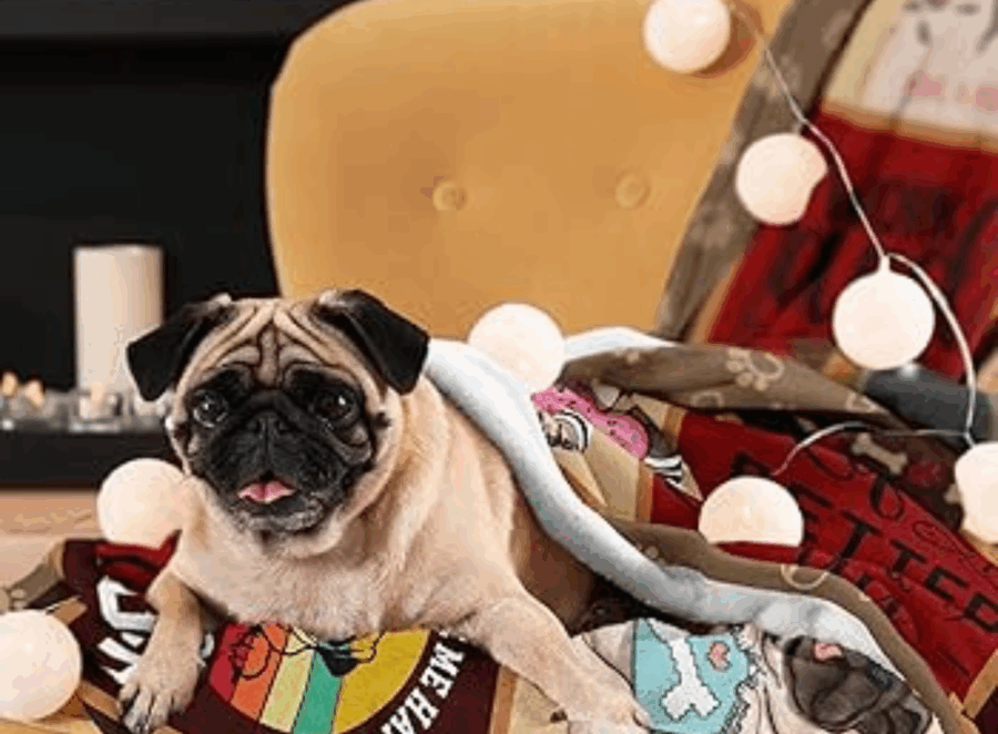 Pug Lovers Gift Guide