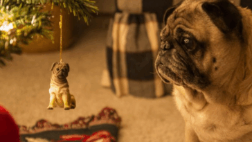 Pug Lovers Gift Guide