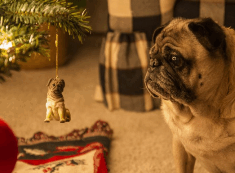 Pug Lovers Gift Guide