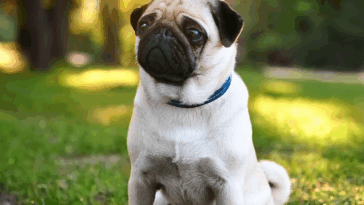 pug behavior problems