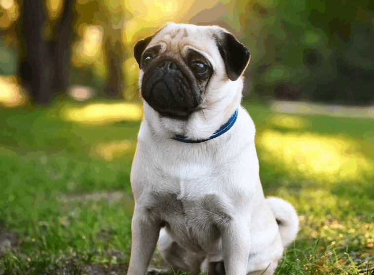 pug behavior problems