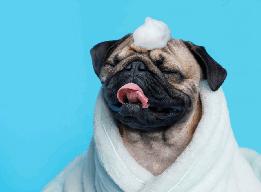 best shampoo for pugs