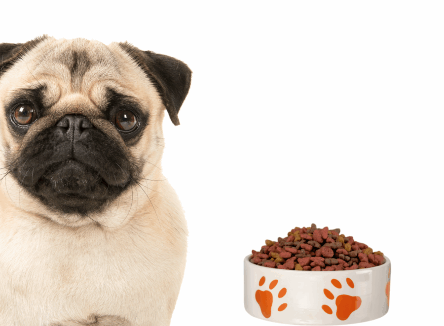 Best Food For Pugs With Allergies