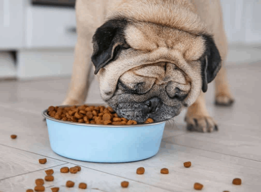 Best Food For Pugs With Allergies