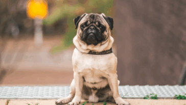 Best Food For Pugs With Allergies
