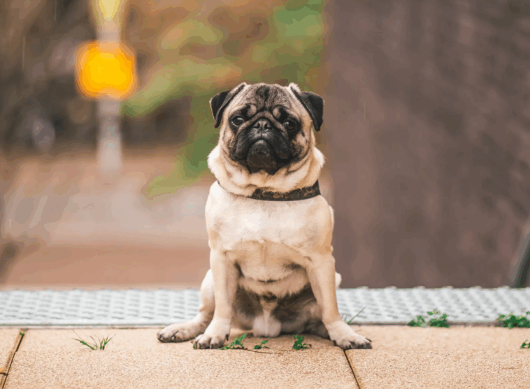 Best Food For Pugs With Allergies