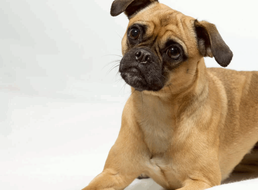 history of the pug breed
