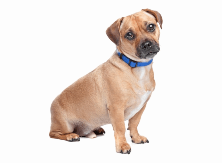 history of the pug breed