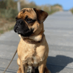 What to Do If Your Pug Gets Lost