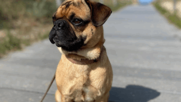 What to Do If Your Pug Gets Lost