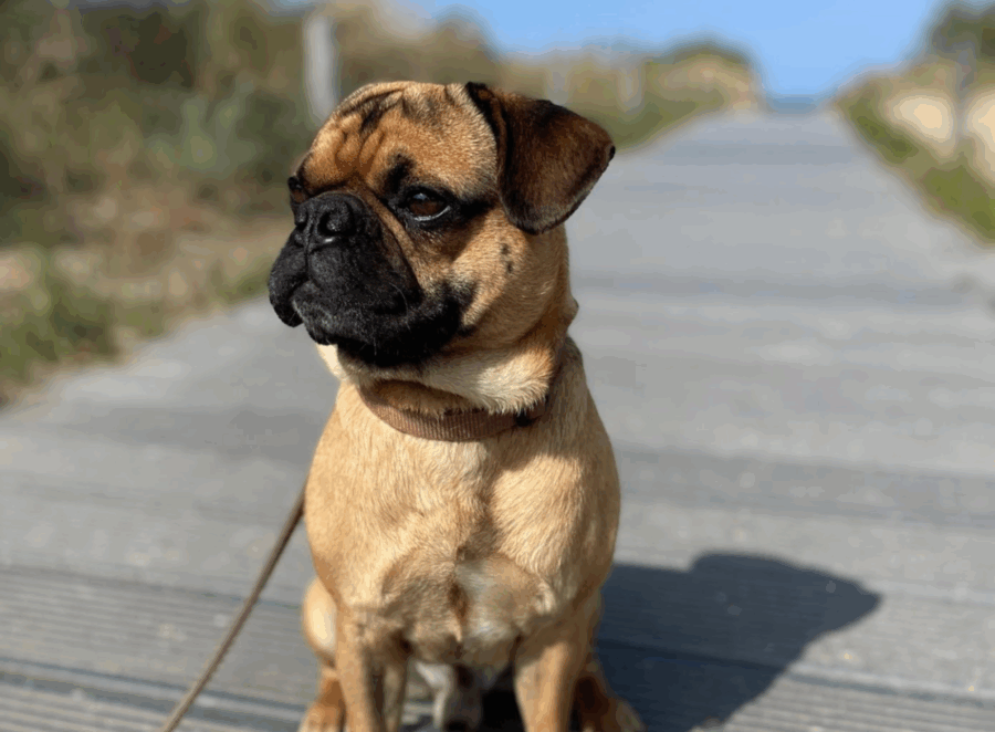 Clicker Training for Pugs
