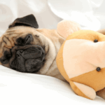Why Do Pugs Snore So Much