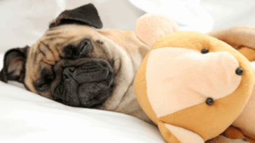 Why Do Pugs Snore So Much