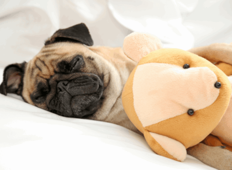 Why Do Pugs Snore So Much