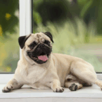 Weekly Pug Product Reviews