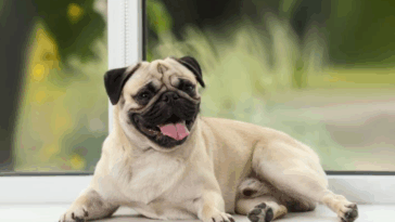 Weekly Pug Product Reviews