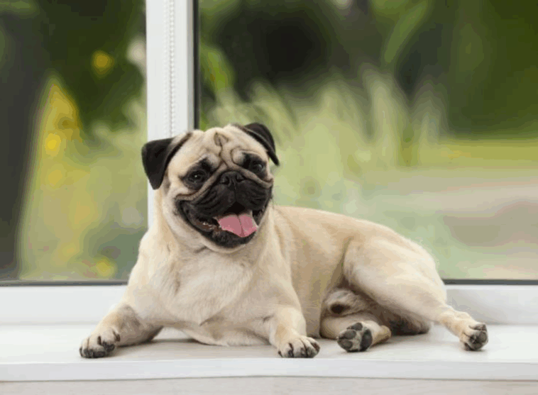 Weekly Pug Product Reviews