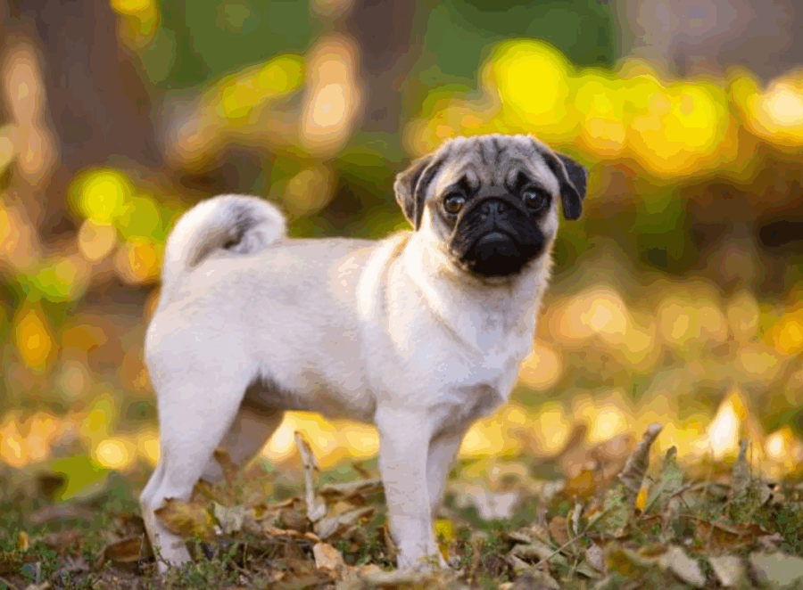  Pug Size And Weight Chart