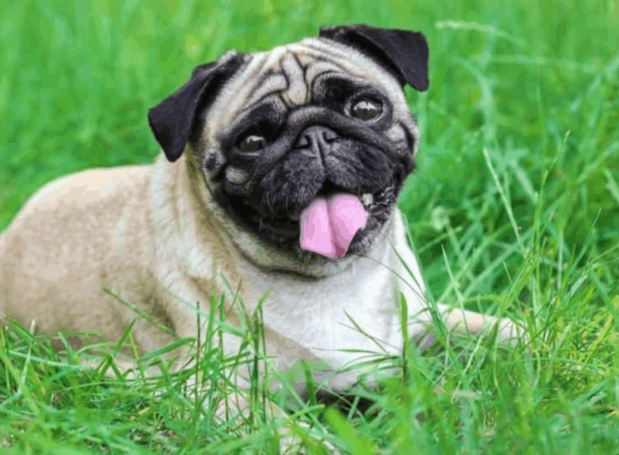 how long do pugs live


