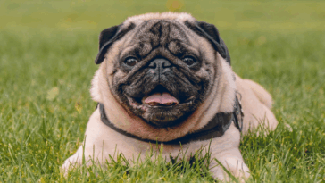 Pug Lifespan Myths