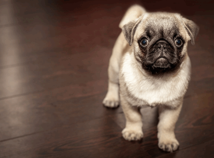 pug breathing problems treatment

