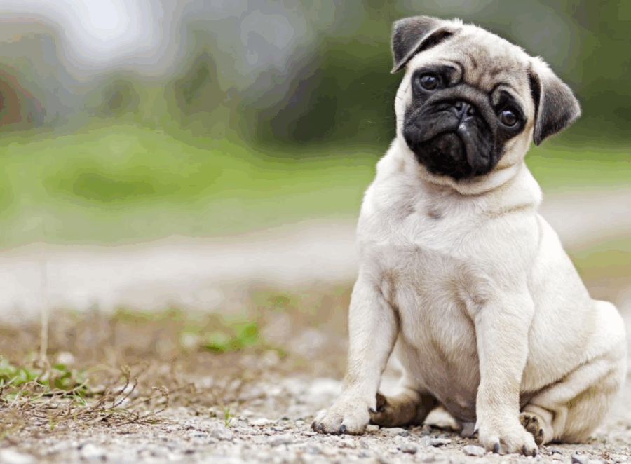 pug breathing problems treatment