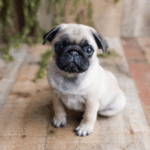 pug breathing problems treatment