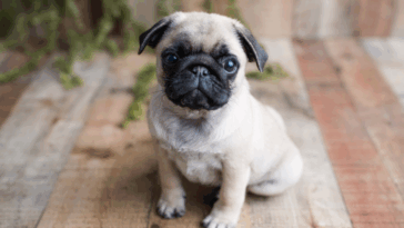 pug breathing problems treatment