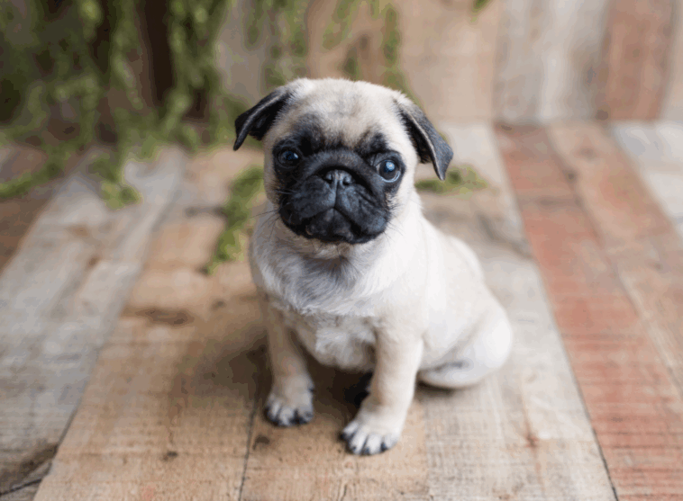 pug breathing problems treatment