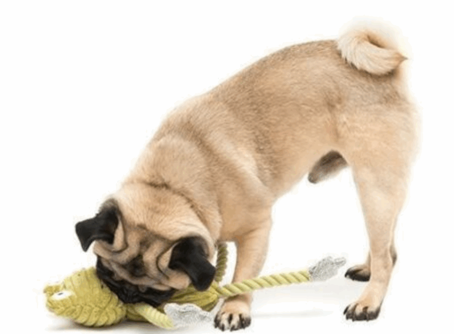 pug toys for aggressive chewers