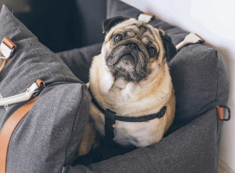 Pug Travel Carrier Review