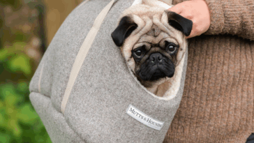 Pug Travel Carrier Review