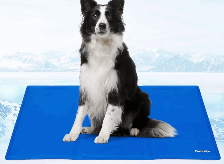 cooling mats for flat-faced dogs