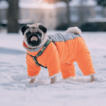 Winter Jackets for Pugs